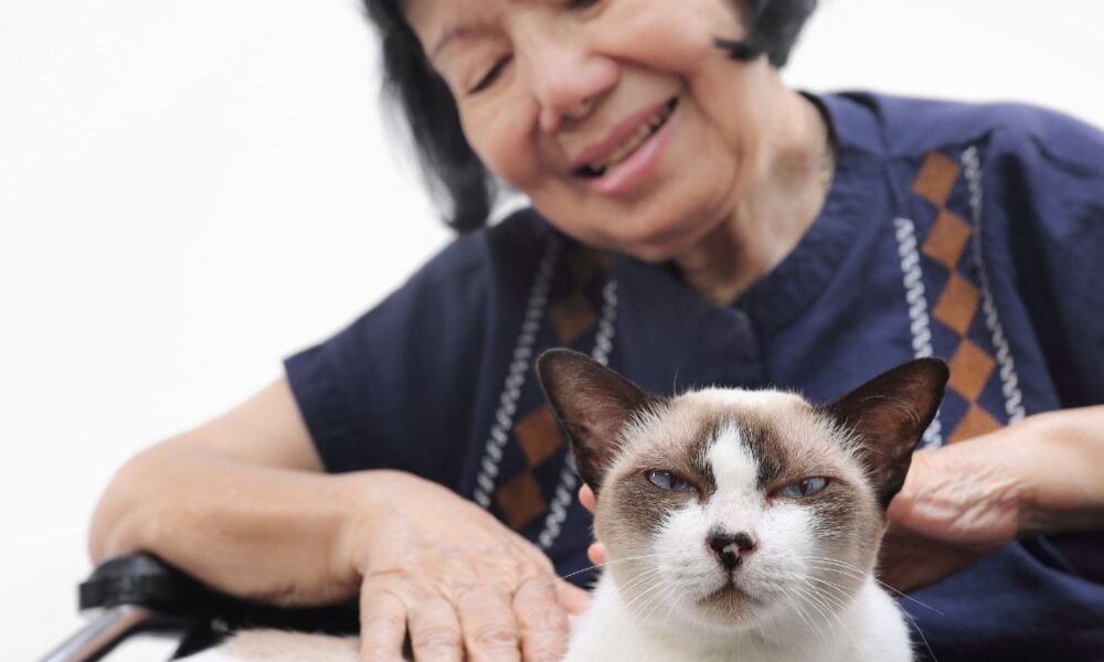 Grandmother petting a cat