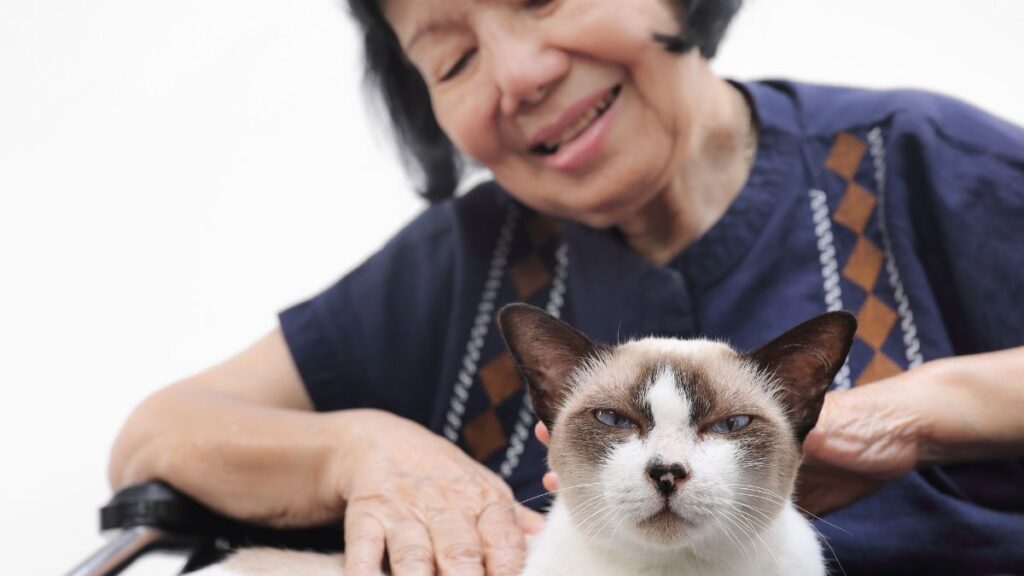 Grandmother petting a cat
